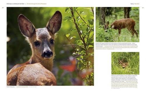 Zwierzęta w obiektywie leśników – rozkładówka albumu z fotografiami dzikich zwierząt