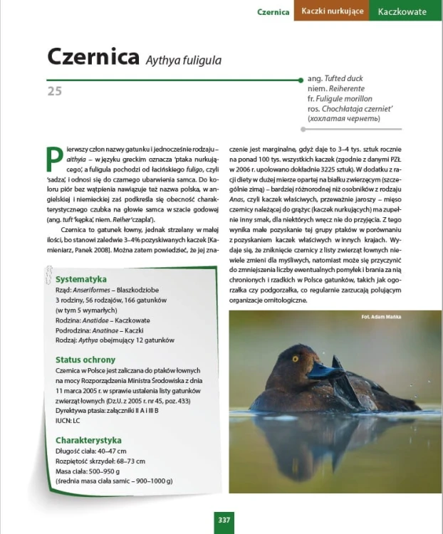 Czernica – opis gatunku Ornitologia nie tylko dla myśliwych - Andrzej G. Kruszewicz, Agnieszka Czujkowska