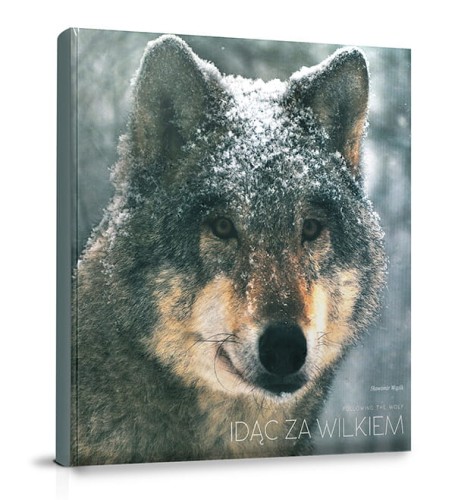 Idąc za wilkiem Sławomir Wąsik - okładka albumu o wilkach