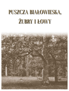 Puszcza Białowieska żubry i łowy