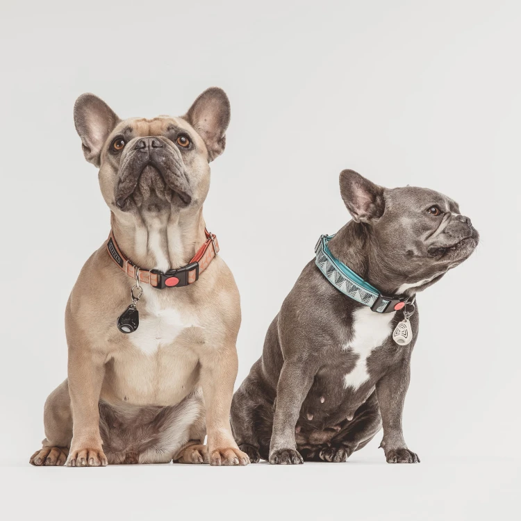 TickLess Pet na obroży – ochrona psa przed kleszczami i pchłami