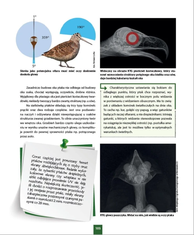 Pole widzenia i anatomia oka ptaka Ornitologia nie tylko dla myśliwych - Andrzej G. Kruszewicz, Agnieszka Czujkowska