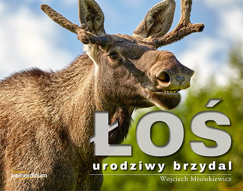 Łoś - urodziwy brzydal.jpg