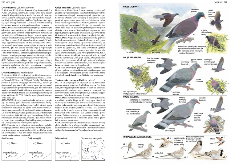 Przewodnik ornitologiczny Collinsa z ilustracjami ptaków i mapami zasięgów