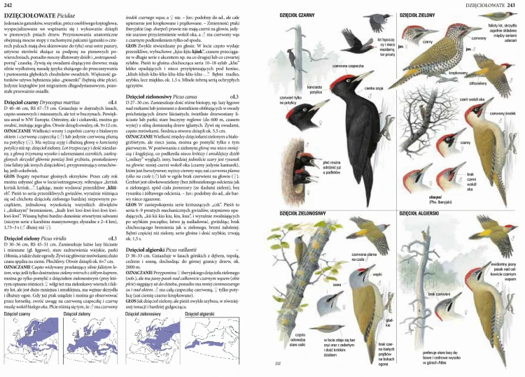 Ptaki Przewodnik Collinsa Lars Svensson - atlas do rozpoznawania około 1000 gatunków ptaków