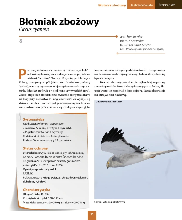 Błotniak zbożowy – opis gatunku i fotografia w książce