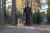 Kurtka outdoorowa Pinewood Thelon Padded 5513 Suede Brown podczas spaceru w lesie