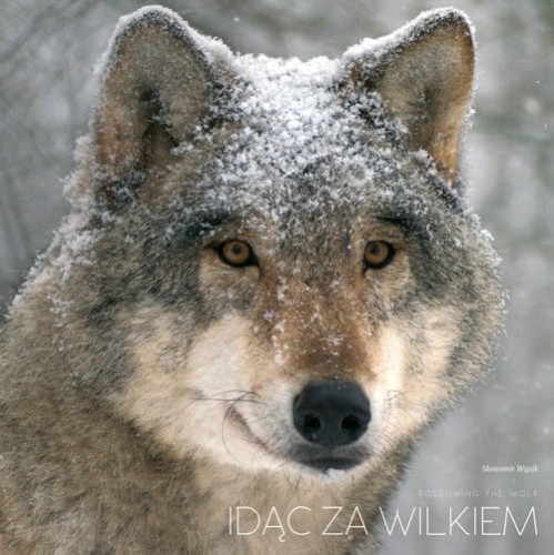 Portret dzikiego wilka - fotografia Sławomira Wąsika z albumu Idąc za wilkiem