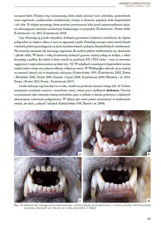 Podstawy łowiectwa – fotografie pomocne w ocenie wieku zwierząt