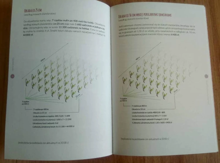 Uprawa malin odmiany pielęgnacja choroby i szkodniki poradnik