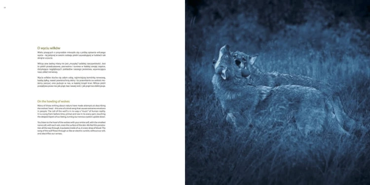 Wnętrze albumu Idąc za wilkiem - tekst i fotografia wilka w naturalnym środowisku