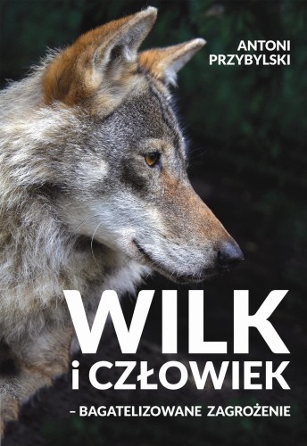 Wilk i człowiek bagatelizowane zagrożenie Antoni Przybylski - książka o wilkach okładka