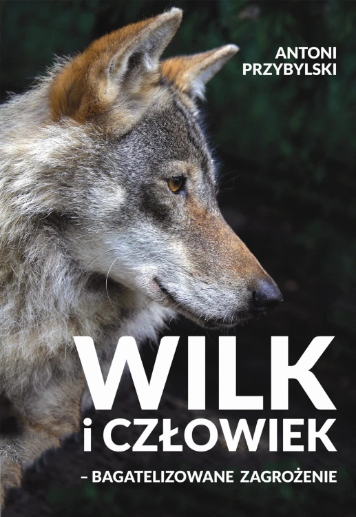 Wilk i człowiek - bagatelizowane zagrożenie - Antoni Przybylski