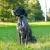 Lokalizator dla psa DOGTRACE DOG GPS X30