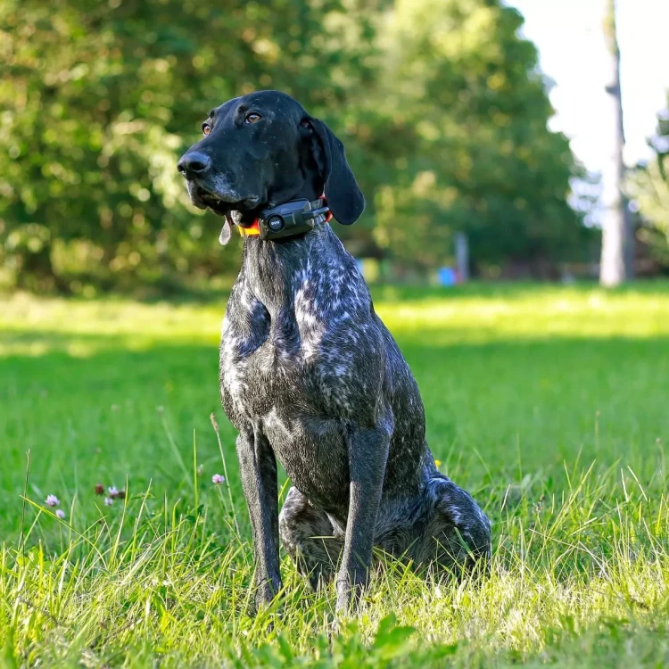Lokalizator dla psa DOGTRACE DOG GPS X30