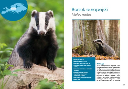 Okładka książki Ssaki drapieżne Europy Wojciecha Sobocińskiego