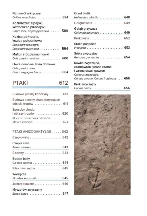 Tropy i ślady zwierząt Europy - Josha Grolms spis treści