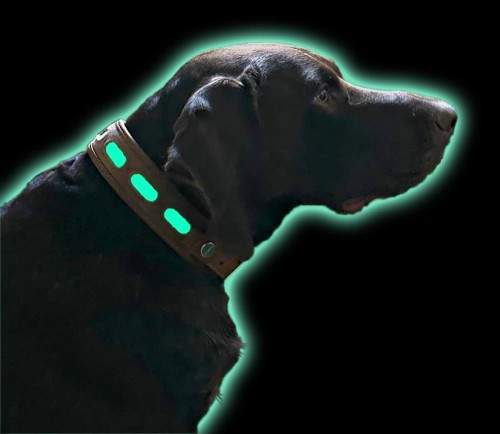 Fluorescencyjna obroża Niggeloh dla psa świecąca w ciemności