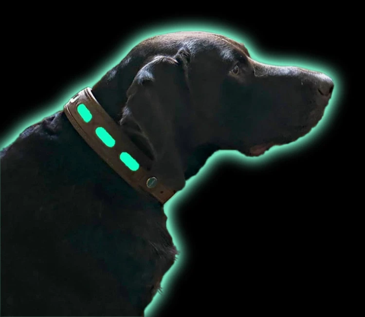 Fluorescencyjna obroża Niggeloh dla psa świecąca w ciemności