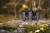 Lornetka Focus Observer 8x56 ED