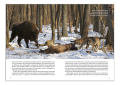 Wilk stojący w lesie – ilustracja do książki o wilkach