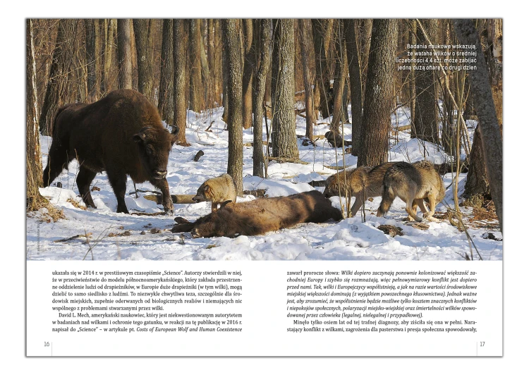 Wilk stojący w lesie – ilustracja do książki o wilkach
