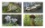 Las w obiektywie leśników - fotografie porostów i grzybów leśnych w albumie przyrodniczym
