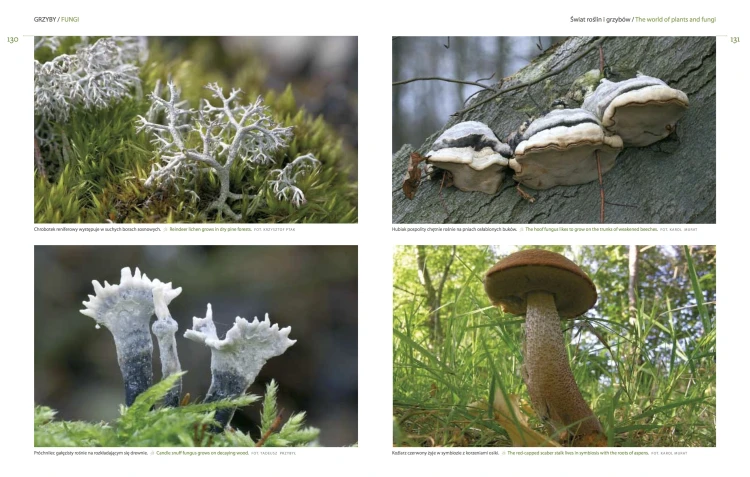 Las w obiektywie leśników - fotografie porostów i grzybów leśnych w albumie przyrodniczym